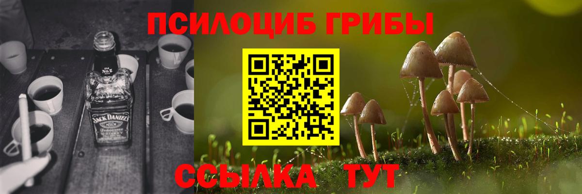 Галлюциногенные грибы Psilocybe Междуреченск